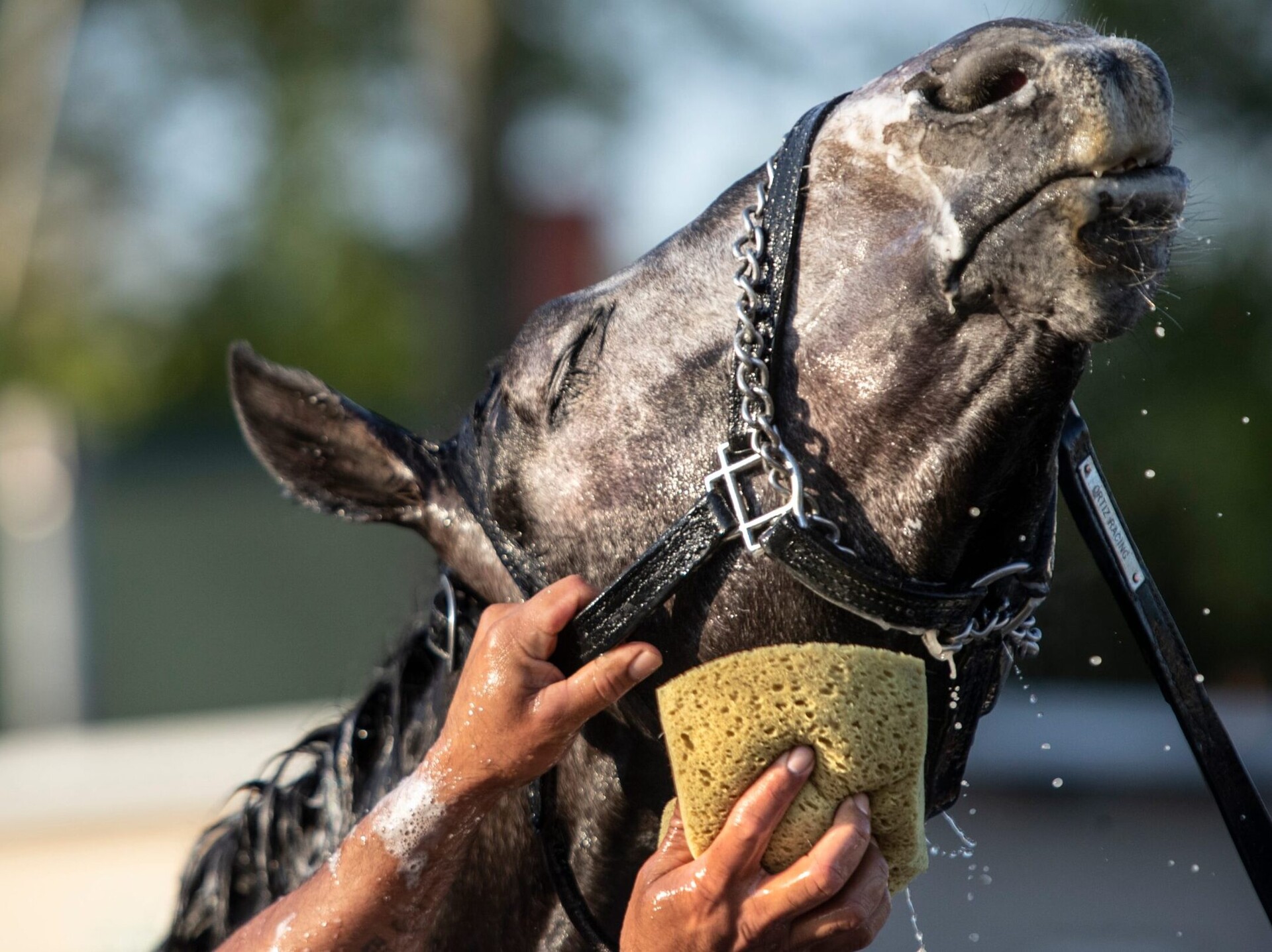 Kentucky Derby hopeful on Barber Road raises his head for a groom to wash his neck following a workout at Churchill Downs. April 28, 2022
