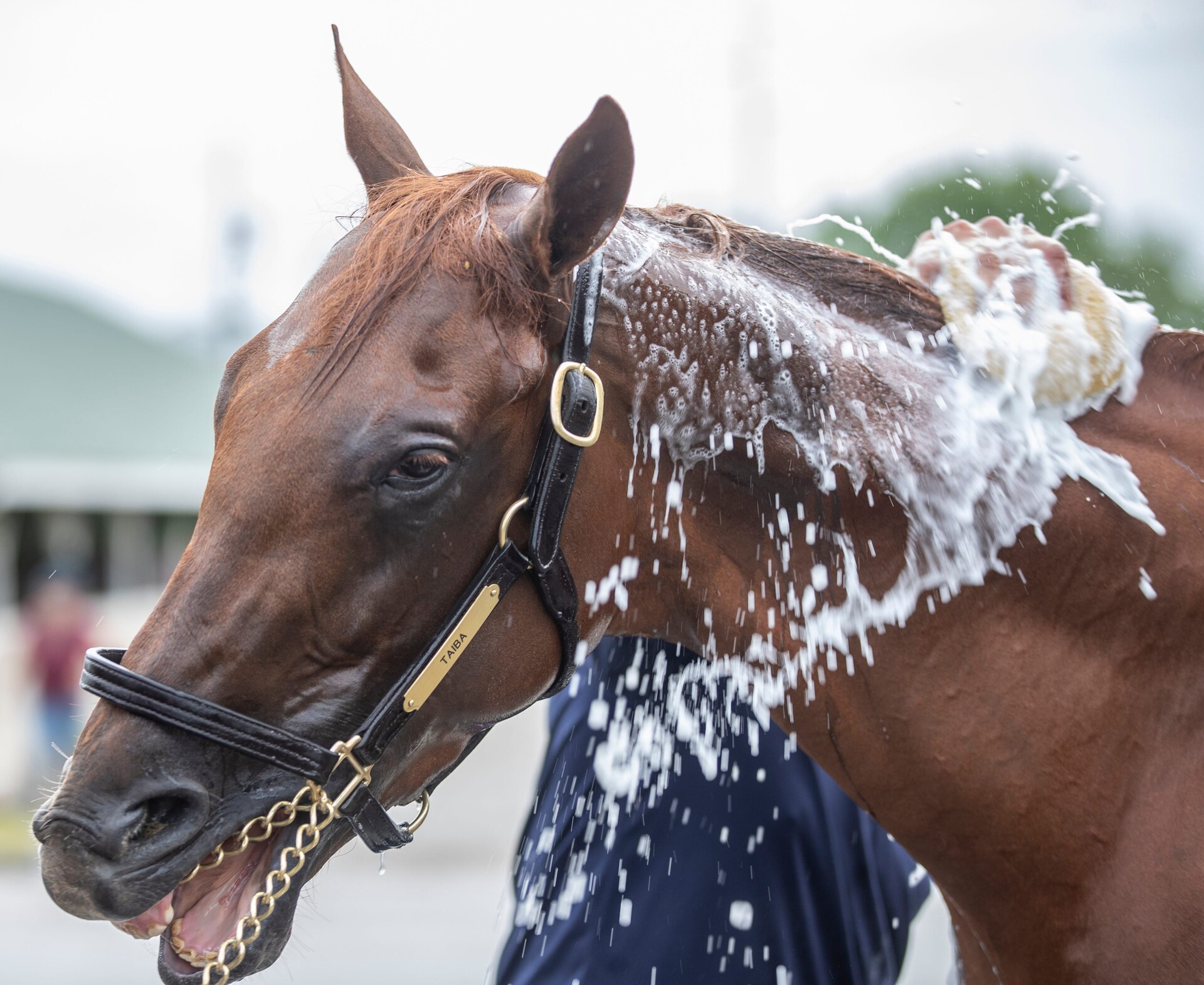 Kentucky Derby hopeful Epicenter is bathed on the backside at Churchill Downs. May 3, 2022 Af5i2914
