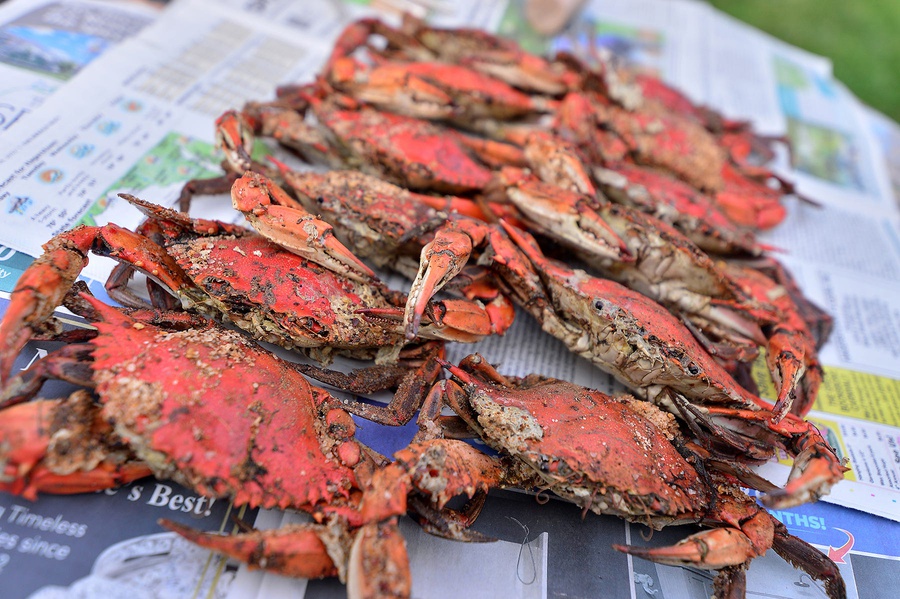 Maryland blue crabs