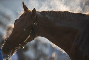 Kentucky Derby hopeful Taiba is bathed following a gallop around the Churchill Downs track. The former Bob Baffert trainee is now being handled by Tim Yakteen.